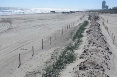 Sargassum Berm